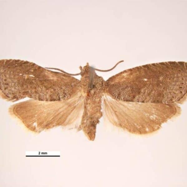 Feromona Grapholita molesta