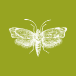 Feromona Ephestia (Cadra) figulilella