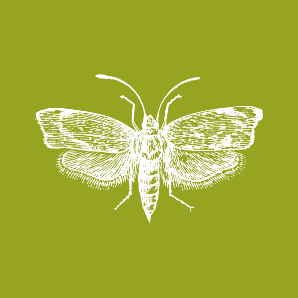 Feromona Ephestia (Cadra) figulilella