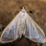 Feromona Palpita unionalis