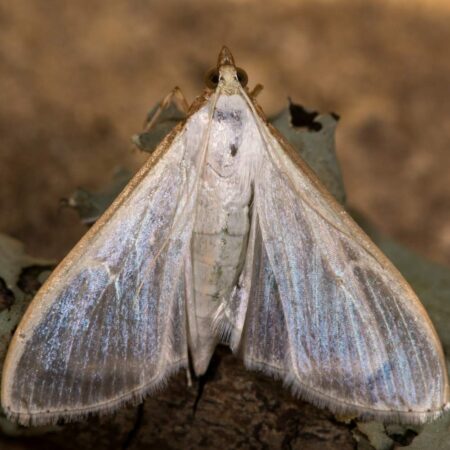 Feromona Palpita unionalis