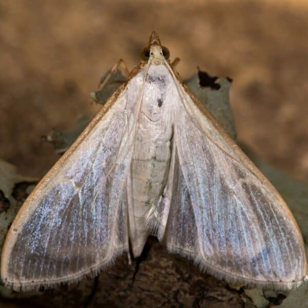 Feromona Palpita unionalis