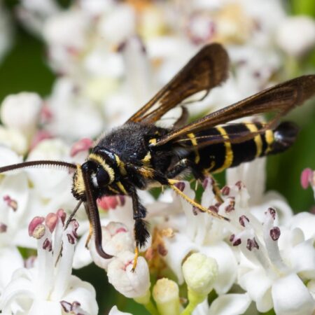 Feromona Paranthrene tabaniformis