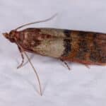 Feromona Plodia interpunctella
