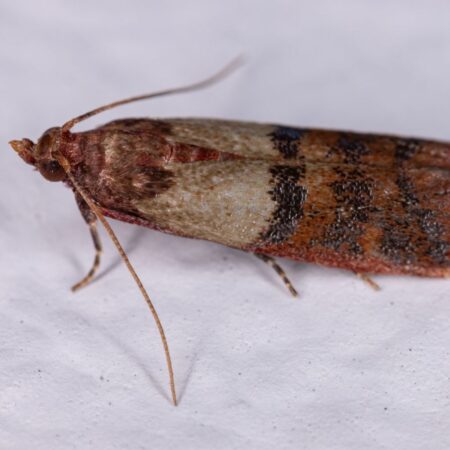 Feromona Plodia interpunctella