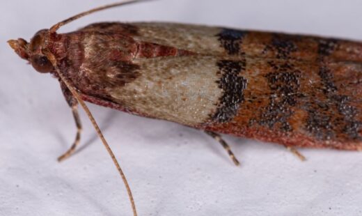 Plodia interpunctella_Q