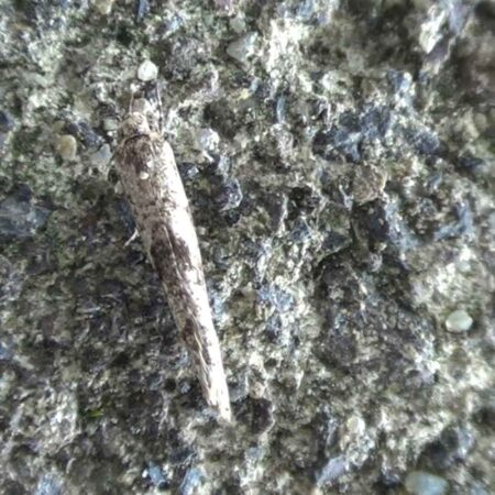 Feromona Prays citri