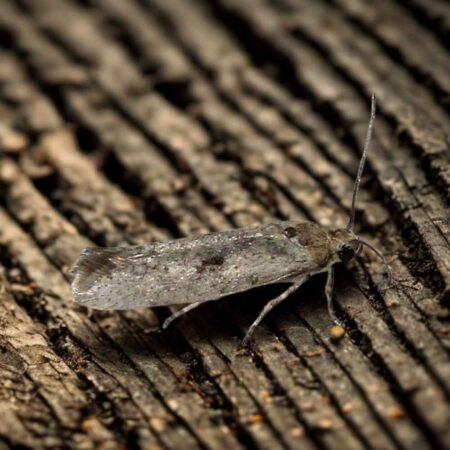 Feromona Prays oleae