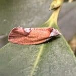 Feromona Proeulia auraria