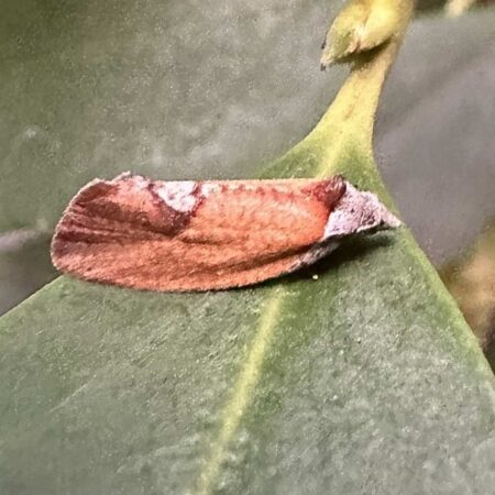 Feromona Proeulia auraria
