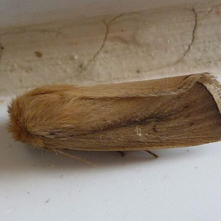 Feromona Sesamia nonagrioides