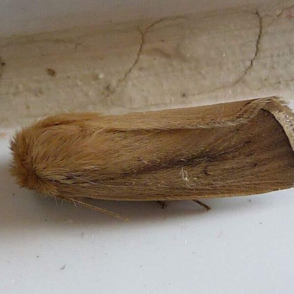 Feromona Sesamia nonagrioides