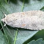 Feromona Spodoptera exigua