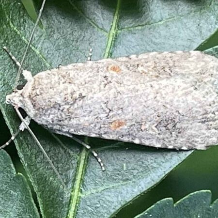 Feromona Spodoptera exigua