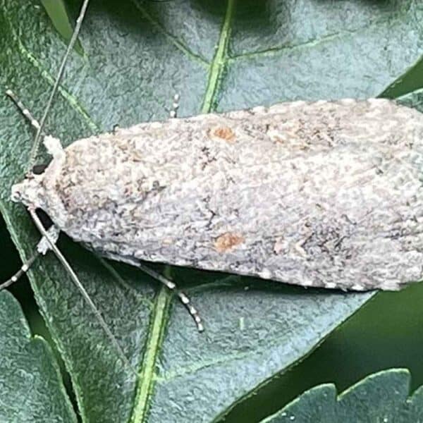 Feromona Spodoptera exigua