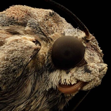 Feromona Spodoptera frugiperda (Corn Strain)