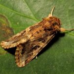 Feromona Spodoptera littoralis