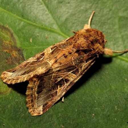 Feromona Spodoptera littoralis