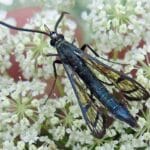 Feromona Synanthedon exitiosa