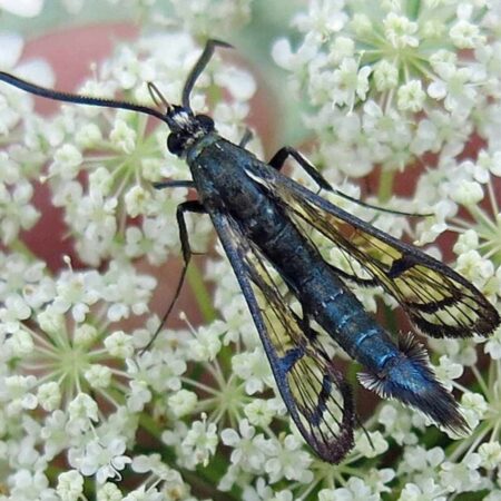 Feromona Synanthedon exitiosa