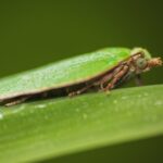 Feromona Tortix viridana