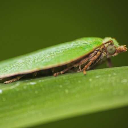 Feromona Tortix viridana