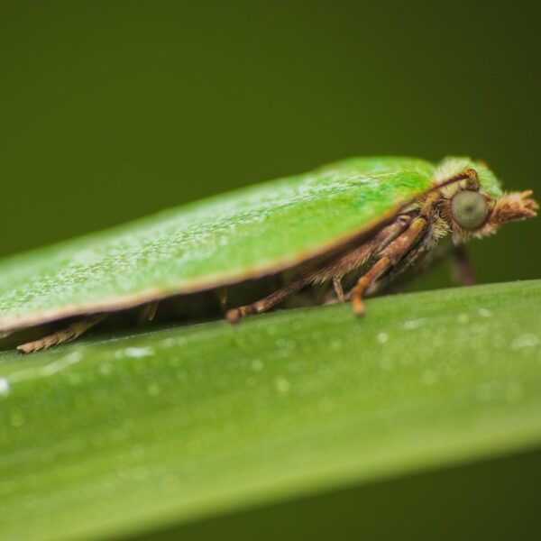 Feromona Tortix viridana