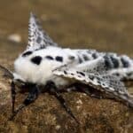 Feromona Zeuzera pyrina