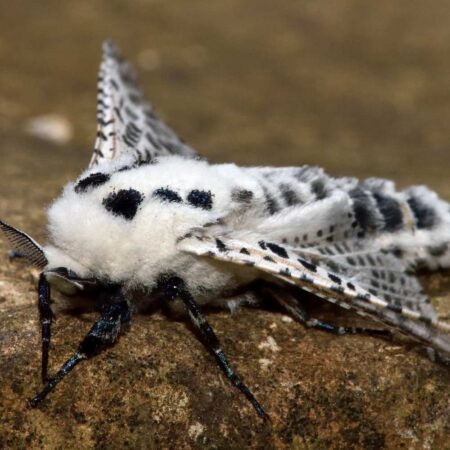 Feromona Zeuzera pyrina