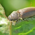 Feromona Agriotes lineatus 120