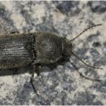 Feromona Agriotes obscurus 120