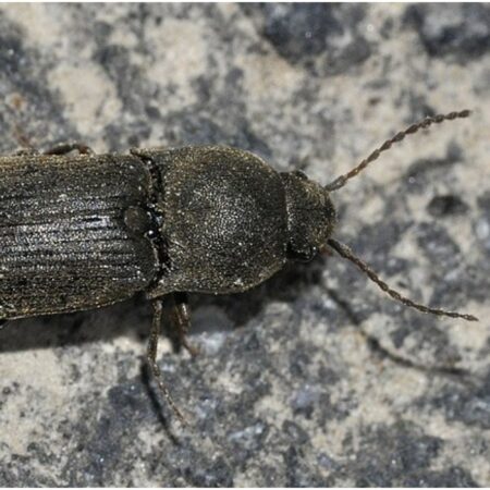 Feromona Agriotes obscurus 120