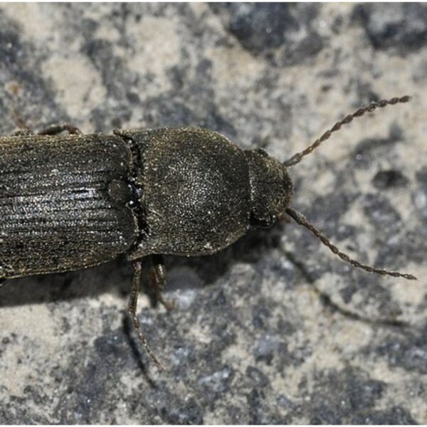 Feromona Agriotes obscurus 120