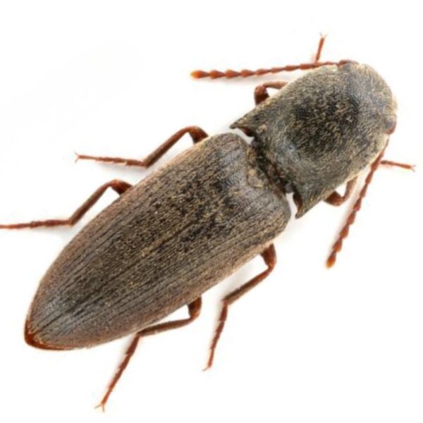 Feromona Agriotes rufipalpis 120