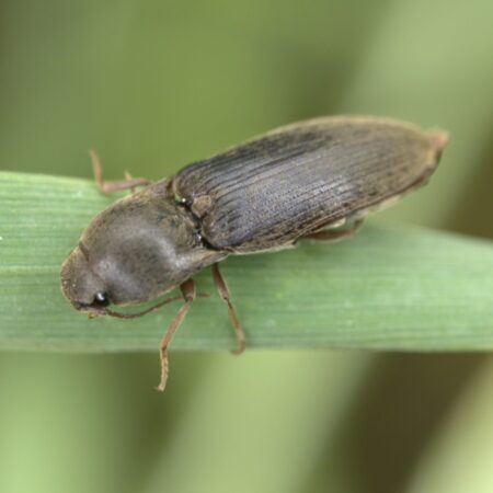 Feromona Agriotes sordidus 120