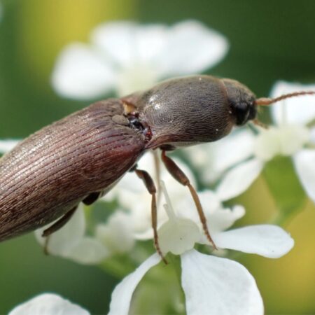 Feromona Agriotes sputator 120