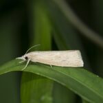 Feromona Chilo suppressalis