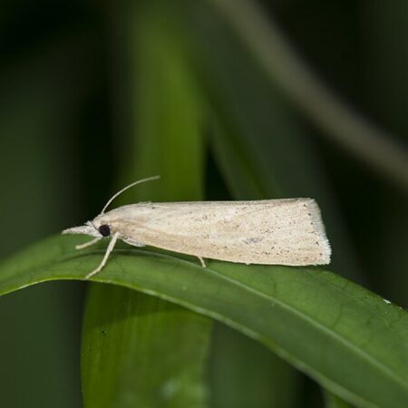 Feromona Chilo suppressalis