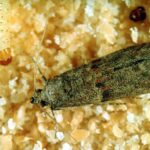 Feromona Ephestia (Cadra) cautella