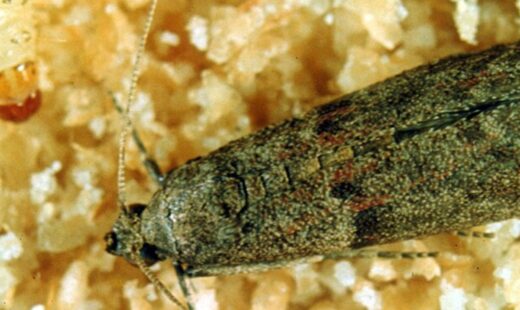 Ephestia (Cadra) cautella