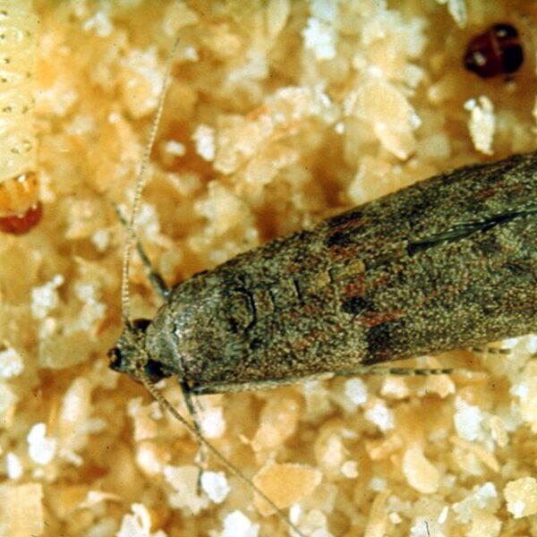 Feromona Ephestia (Cadra) cautella