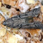 Feromona Ephestia elutella