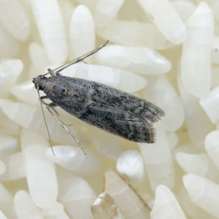 Feromona Ephestia kuehniella