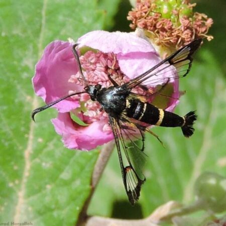 Feromona Synanthedon codeti 120