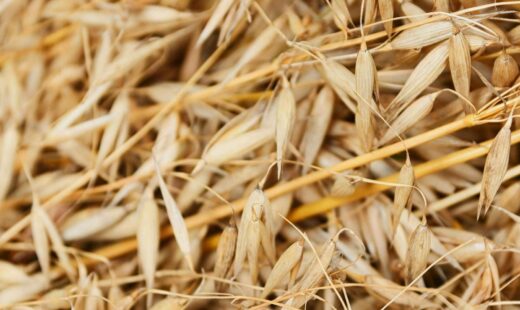 Avena