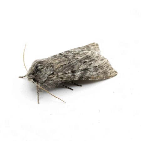Feromona Thaumetopoea pityocampa