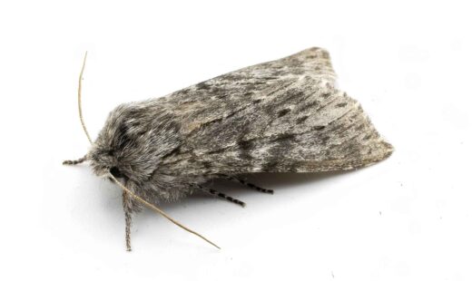 Thaumetopoea pityocampa